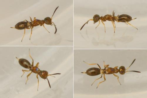 Eupelmus sp.